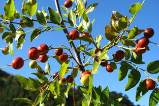 酸枣树喷洒农药， 叶子茂盛的秘密