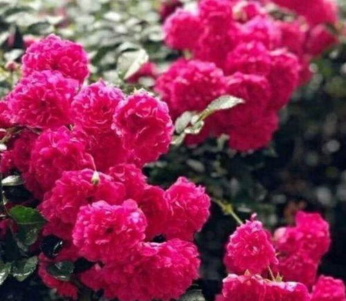 第一步：阳光要充足， 木香花爱晒太阳