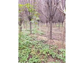 红叶李种植攻略：打造美丽家园的秘密武器