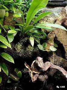 水草的世界：种类繁多，形态各异