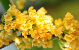 金桂有哪些优良品种？