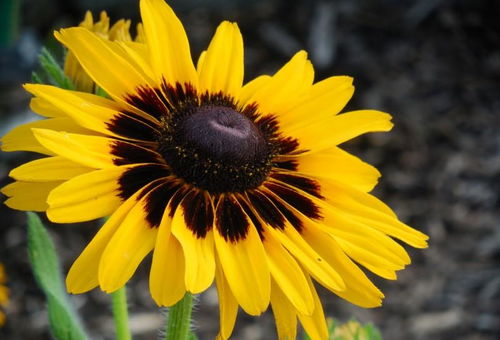 适合种植的爆花品种有哪些