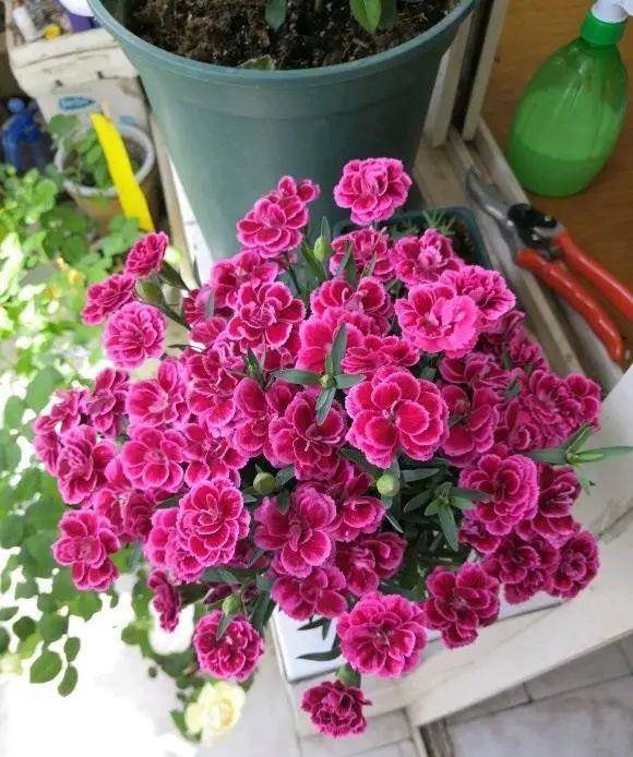 冬季室内养什么植物好？