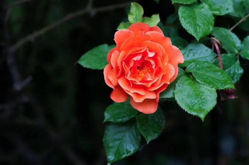 梅雨时节月季扦插小技巧， 教你如何避免枝条腐烂和促进生根