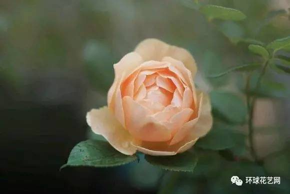 黄色月季花品种大盘点，美得让人心动！