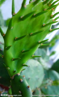 从花草到树木， 一点一滴的观察与学习