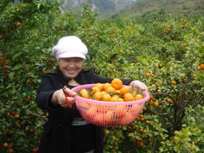 病虫害防治：桔子的医生