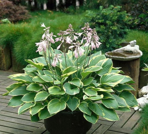 树荫下种什么花好？耐阴植物大揭秘！