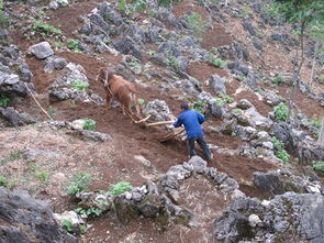 贵州省石漠化严重，治理刻不容缓