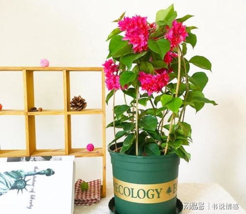 冬天怎么让菊花快点开花？