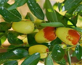 种植技巧， 让你轻松种出桃金娘