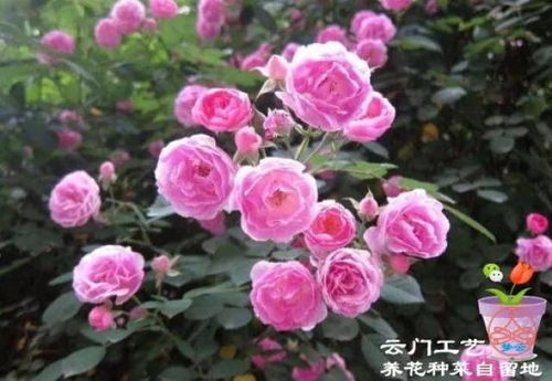 月季花：美丽肌肤的种植秘籍