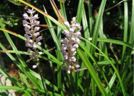 葱兰与沿阶草，你分得清吗？