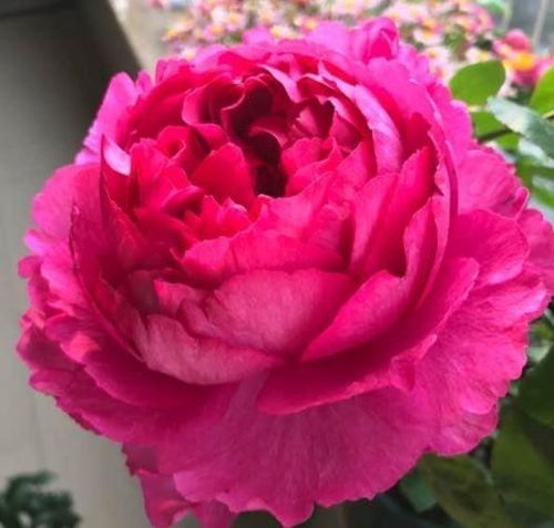 一、樱霞月季初见之美