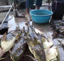 鱼侧翻但呼吸正常，可能是由于水中缺氧或疾病引起