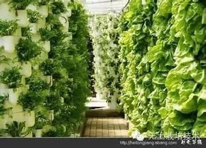 揭秘：为何盆架子树成为农业种植新宠，揭秘其独特气味之谜