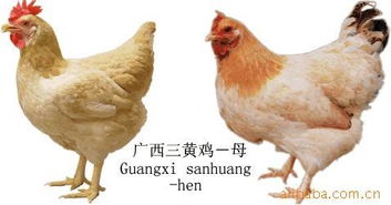 三黄鸡苗市场价格波动，了解其定义及背景