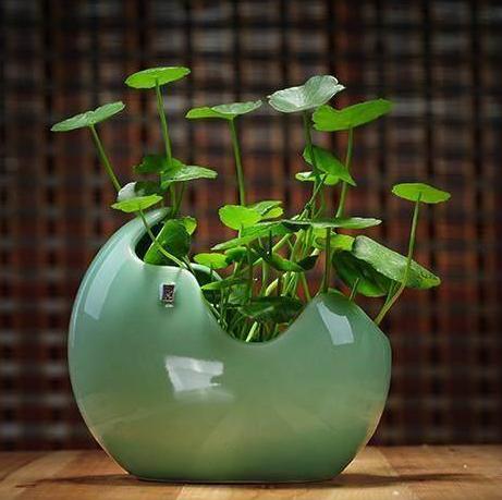 铜钱草：圆叶如钱， 旺财寓意