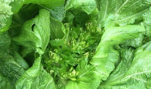 菠菜：秋冬低温，耐阴性强