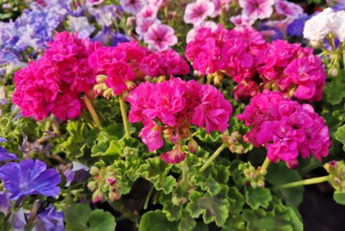 园艺爱好者聚集地，梗多机会等着你