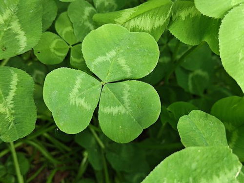 三叶草的象征意义：爱尔兰圣·帕特里克节的神圣植物
