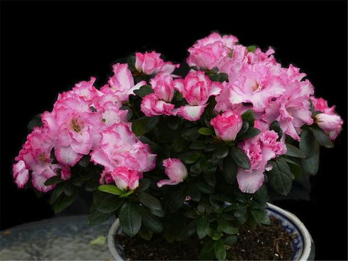 叶子为什么这么嫩啊？