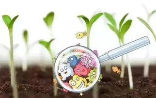 白三叶草黏土种植，土壤改良