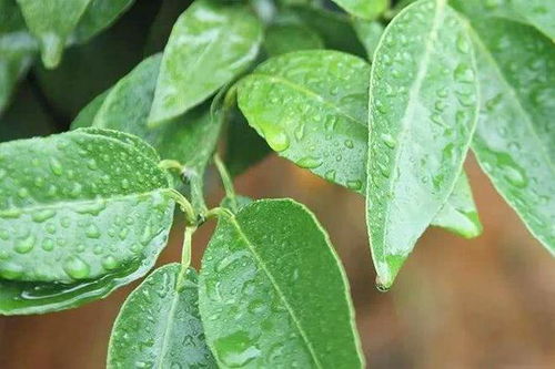 农药外企的独特之处