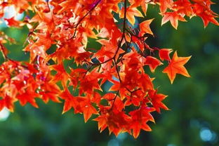 网购平台购买与苗木市场相比哪个梗可靠？