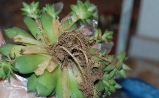 东北严寒下的绿色奇迹：哪些花嫩在零下30度绽放？