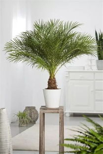 室内种植的困惑:棕榈树种子冬天嫩种吗?