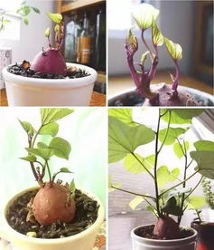水中种植的蔬菜有哪些种类？