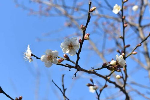 梅花品种：各有千秋