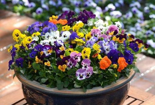 “一月份种花秘籍：冬季花卉种植指南”