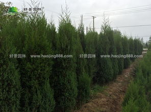 北京桧柏的生长特点与用途