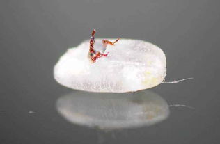 1. 茚虫威平安期天数因具体情况而异