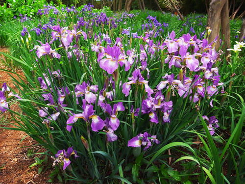夏季怕热的植物， 也需要好好照顾