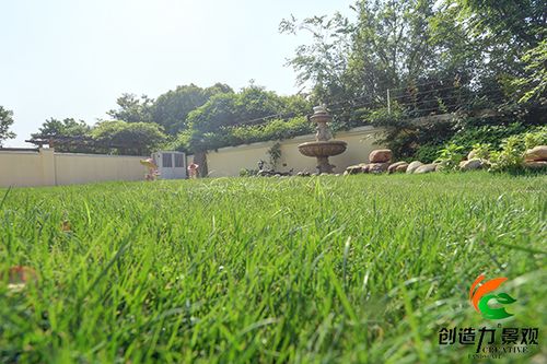 草坪枯黄期， 修剪要适时