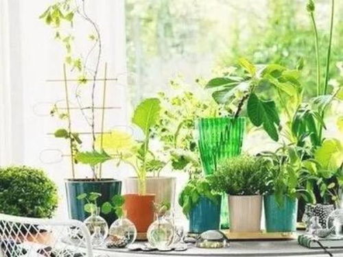 选对植物，开启绿意之旅