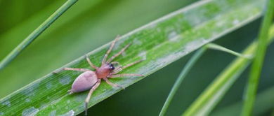 防治线虫病：豪钻阿维菌素灌服， 驱虫彻底