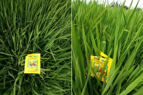 丁草胺对蔬菜可Neng产生的影响