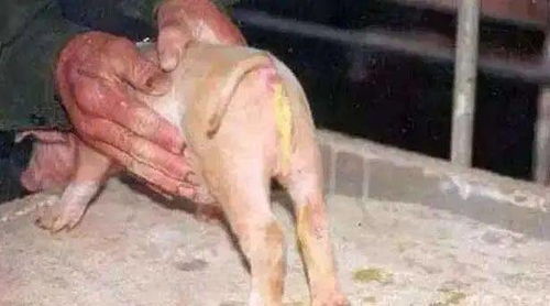 仔猪断奶后腹泻死亡率高，有哪些防控措施？