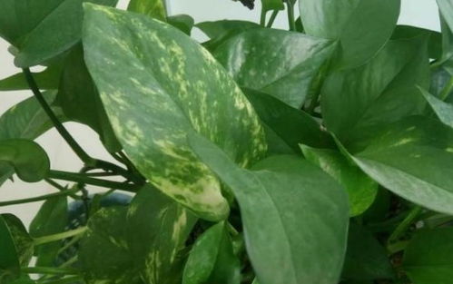 绿萝扦插的最佳时间是什么时候？掌握哪些技巧才能提高绿萝扦插成功率