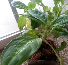 盆栽植物叶子发黄的原因及处理方法