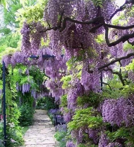 紫藤：浪漫的紫色瀑布