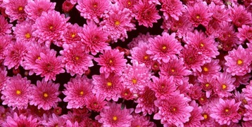 茶花品种繁多， 紫色花卉中的瑰宝