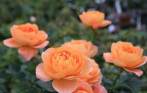 果汁阳台月季的秘密