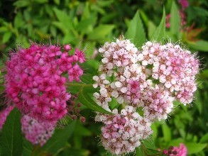 绣线菊：多年生花卉，爆款园艺新宠