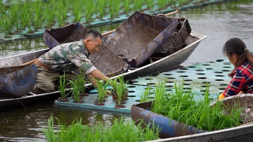 仙人掌适合什么土壤种植？有哪些养殖方法和技巧可以保证其健康生长