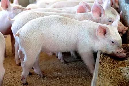 猪可以长期吃兔子饲料吗？养殖成本飙升有风险，如何科学降本30%避免陷阱？